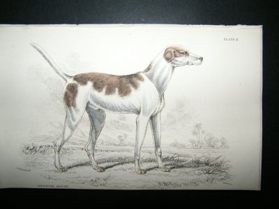 Jardine: 1854 Oriental Hound Dog, Hand Col Print