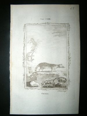 Buffon: 1785 Genet, Antique Print
