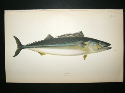 Fish Print: 1869 Pelamid, Couch
