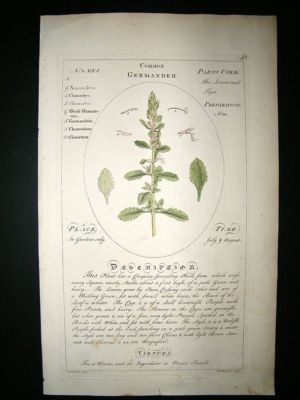 Sheldrake: 1759 Medical Botany. Common Germander. Hand Col