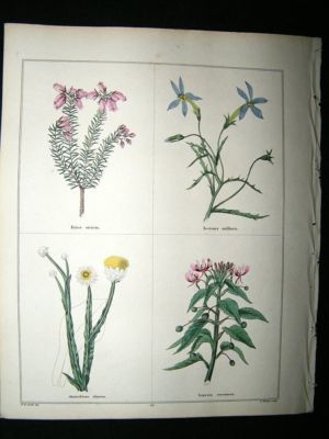 Maund C1830 Straight-Branched Heath, Isotoma, Ammobium, Lopezia 55. Hand Col Bot