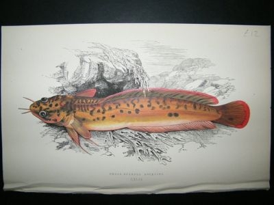 Fish Print: 1869 Three-Bearded Rockling, Couch