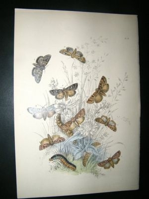 Moth Print: 1860 Plate 15, Humphreys, Hand Col