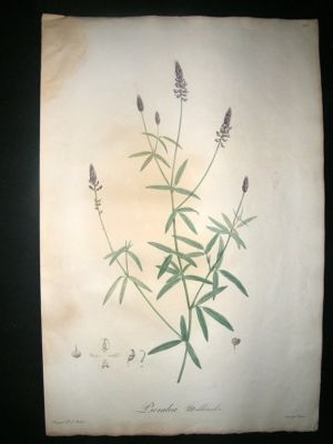 Redoute: 1804 Folio Botanical. Psoralea Melilotoides