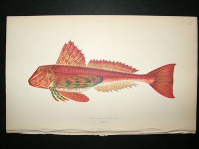 Fish Print: 1869 Streaked Gurnard, Couch
