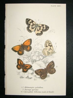 Butterfly Print: 1896 Melanargia Galathea etc, Kirby