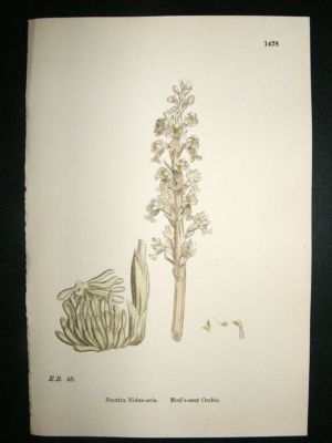 Botanical Print 1899 Birds-Nest Orchis Orchid, Sowerby