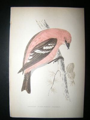 Bird Print: 1867 American White Winged Crossbill
