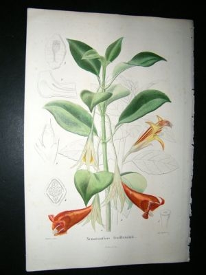 Herincq C1860 Hand Col Botanical Print. Nematanthus Guilleminii