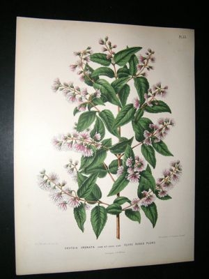 Wendel: 1879 Botanical Print. Deutzia Crenata