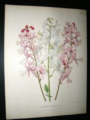 Wendel: 1879 Botanical Print. Dictamnus Fraxinella
