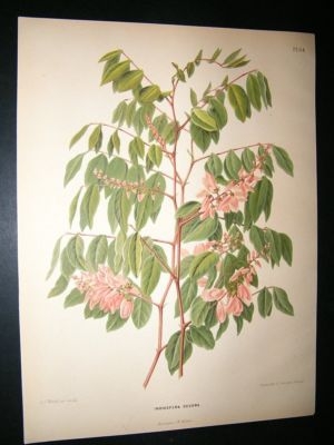 Wendel: 1879 Botanical Print. Indigofera Decora
