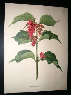 Wendel: 1879 Botanical Print. Leycesteria Formosa