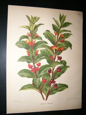 Wendel: 1879 Botanical Print. Lonicera Ledebouri Honeysuckle