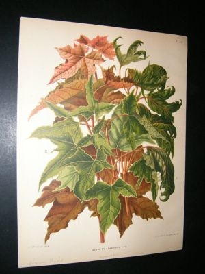 Wendel: 1879 Botanical Print. Norway Maple