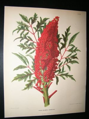 Wendel: 1879 Botanical Print. Smooth Sumac