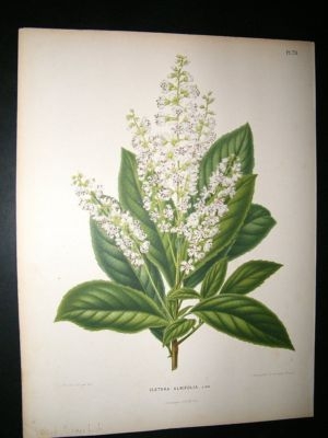 Wendel: 1879 Botanical Print. Sweet Pepperbush