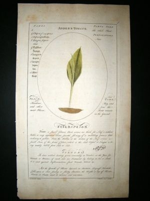 Sheldrake: 1759 Medical Botany. Adders Tongue. Hand Col Print