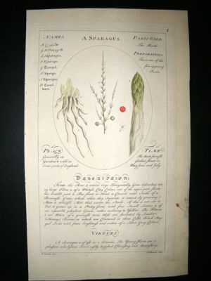 Sheldrake: 1759 Medical Botany. Aparagus. Hand Col Print