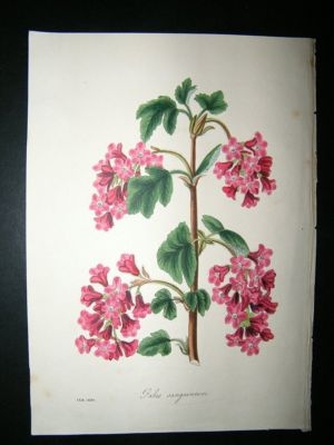 Paxton C1835 HC Botanical Print. Ribes Sanguineum Flowering Currant