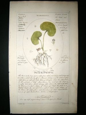 Sheldrake: 1759 Medical Botany. Asarabacca. Hand Col