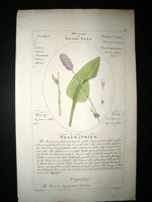 Sheldrake: 1759 Medical Botany. Bistort or Snake Weed. Hand Col