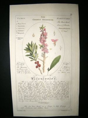 Sheldrake: 1759 Medical Botany. Common Mezeron. Hand Col