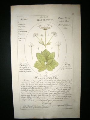 Sheldrake: 1759 Medical Botany. Great Masterwort. Hand Col