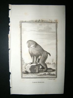 Monkey Print: 1812 Large Baboon, Buffon