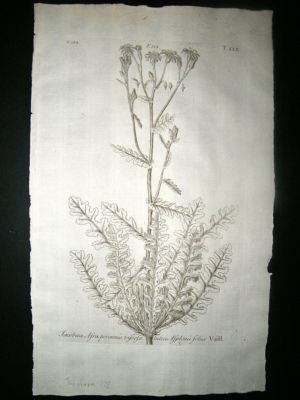 Dillenius 1774 Folio Botanical Print. Jacobaea 152 Antique