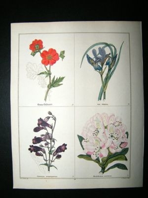Maund C1830 Chile Geum, Siberian Iris, Pentstemon, Large Rhododendron 69. Hand C