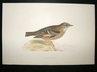 Bird Print: 1891 Alpine Accentor, Morris, hand coloured