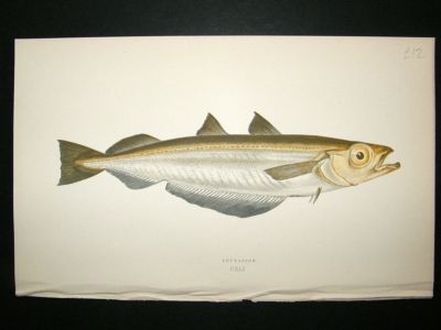 Fish Print: 1869 Poutasson, Couch