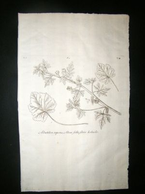 Dillenius 1774 Folio Botanical Print. Abutilon 4