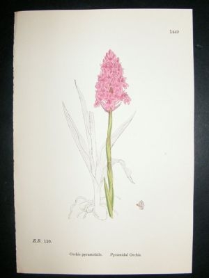 Botanical Print 1899 Pyramidal Orchis Orchid, Sowerby H