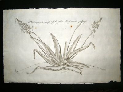 Dillenius 1774 Folio Botanical Print. Phalangium 282