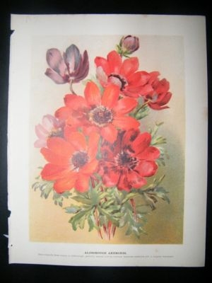 Botanical Print: 1897 Aldborough Anemones, John Wright