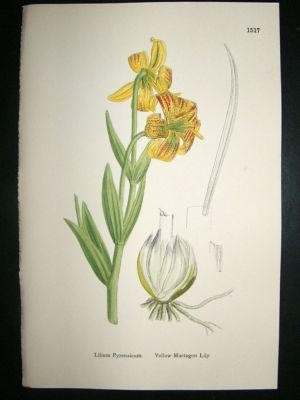 Botanical Print 1899 Yellow Martagon Lily, Sowerby Hand