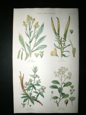 Rhind: 1855 Hand Col Botanical Print. Plants used in dyeing