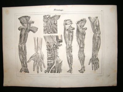 Anatomy Print: 1835 Neurology Nerves, Folio.