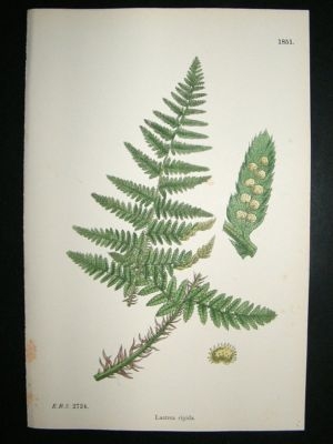 Botanical Print 1899 Lastrea Rigida, Sowerby Hand Col #