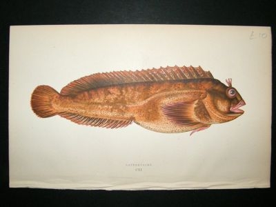 Fish Print: 1869 Gattorugine, Couch
