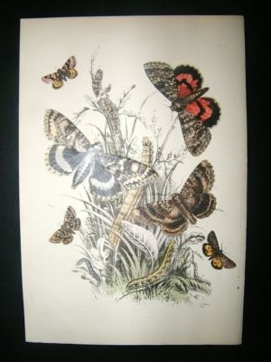 Moth Print: 1860 Plate 30, Humphreys, Hand Col