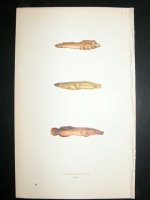 Fish Print: 1869 Connemara Sucker, Couch