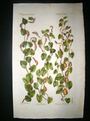 Hill: C1760 Folio Botanical, Aristolochia, Birthwort