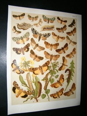 Kirby 1907 Owl Moths 34. Antique Print