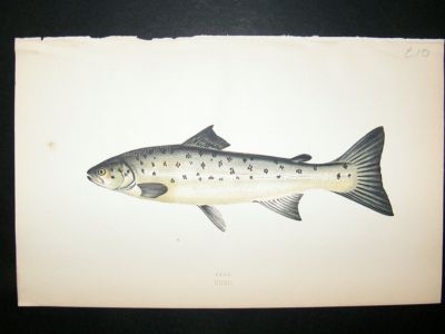 Fish Print: 1869 Peal, Couch