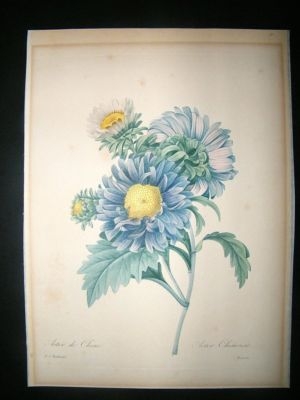Redoute: 1827 Botanical. Chinese Aster. Fine Hand Col
