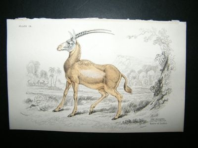 Jardine: 1855 Algazel of Arabia, Hand Col Print