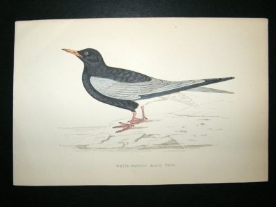 Bird Print: 1867 White-Winged Black Tern, Morris, hand coloured
